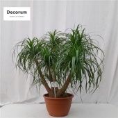 Нолина бранч d40 см h130 см Нолина бранч d40 см h130 см