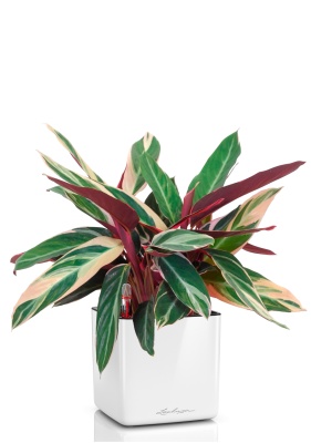 Строманта 12/40 см в CUBE GLOSSY 14, белый блестящий