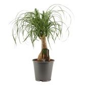 Нолина 1 ствол d19 см h55 см