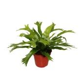 Асплениум Нидус Крисси d12 см h30 см