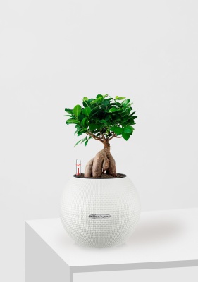 Фикус Микрокарпа 12/30 см в PURO 20