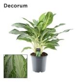 Аглаонема Голден Бей "Golden Bay" 21/65 см Аглаонема Голден Бей "Golden Bay" 21/65 см