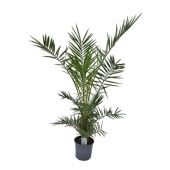 Финик канарский d21 см h150 см