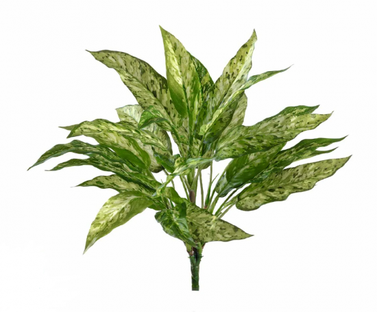 Аглаонема зелено-желтая