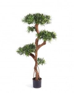 Подокарпус на забавном стволе Новый