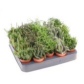 Рипсалис микс d5.5 см h10 см тип 2 Рипсалис микс d5.5 см h10 см тип 2