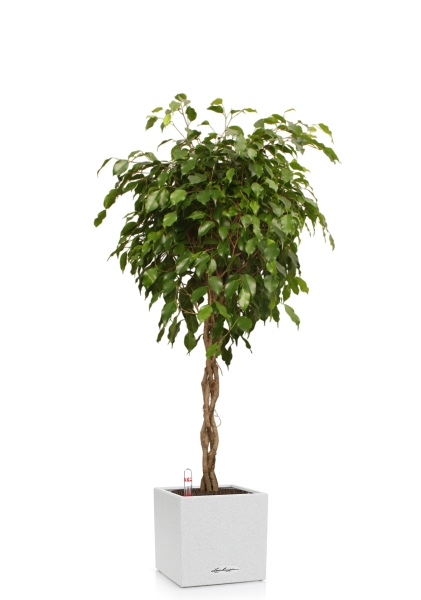 Фикус Экзотика переплетенный 30/150 см в CANTO STONE LOW 40