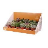 Суккуленты микс d8.5 см h32 см