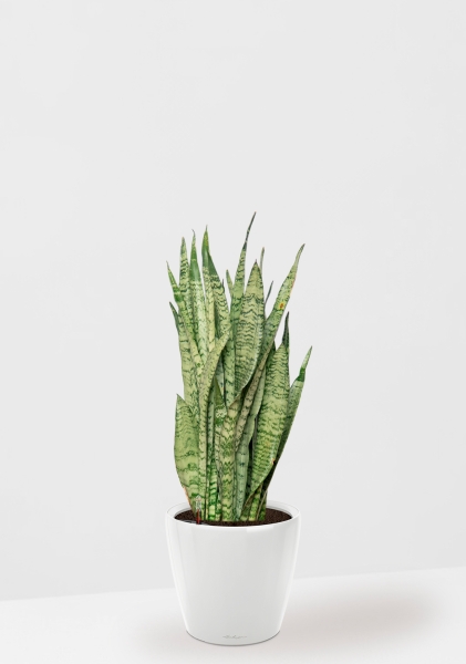 Сансевиерия Зейланика 21/70 см в CLASSICO LS 28