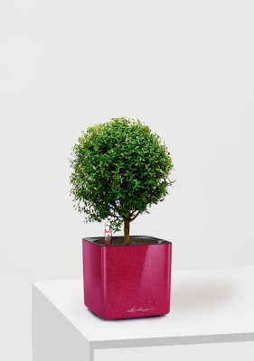 Мирт на стволе 12/30 см в CUBE Glossy Kiss 14