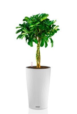 Шеффлера Голд Капелла 21/75 см в CILINDRO 32, белый 