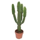 Эуфорбия Ингенс d30 см h110 см тип 2 Эуфорбия Ингенс d30 см h110 см тип 2