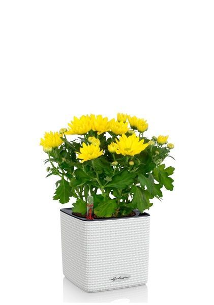 Хризантема микс 12/30 см в CUBE COLOR 14