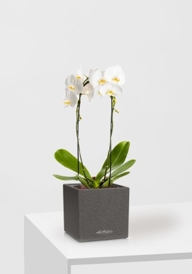 Орхидея Фаленопсис белая каскад 12/50 см в CANTO STONE 14 Орхидея Фаленопсис белая каскад 12/50 см в CANTO STONE 14