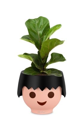 Фикус Лирата Бамбино 12/30 см в OJO, черный