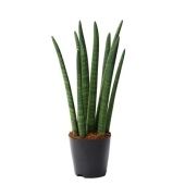 Сансевиерия Цилиндрика Спагетти d12 см h45 см