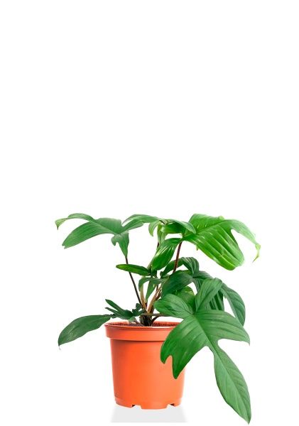 Филодендрон Флорида Грин 12/25 см