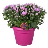 Хризантема розовая в кашпо d22 см h40 см
