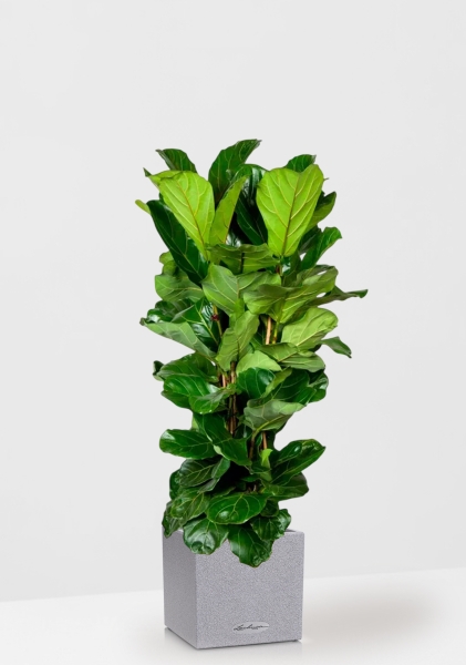 Фикус Лирата 3 ствола 34/150 см в CANTO STONE LOW 40