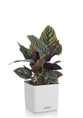 Калатея Сандериана в CUBE COLOR 14, белый