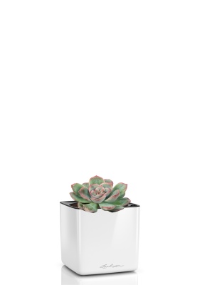 Суккулент микс 5 см в CUBE GLOSSY 14 Суккулент микс 5 см в CUBE GLOSSY 14