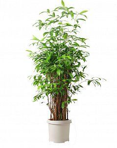 Драцена Суркулоза 24/100 см