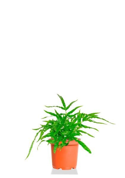 Папоротник Птерис 12/30 см