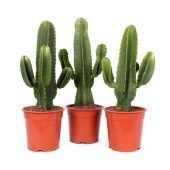 Эуфорбия Ингенс Канарская d21 см h60 см