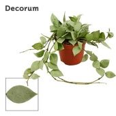 Хойя Krohniana Eskimo (decorum) d9 см h5 см