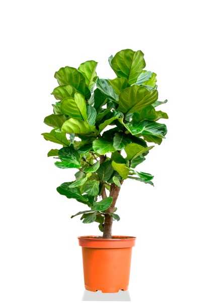 Фикус Лирата бранч разветвленный d24 см h120 см Фикус Лирата бранч разветвленный d24 см h120 см