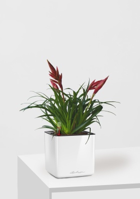 Вриезия Астрид 12/30 см в CUBE GLOSSY 14