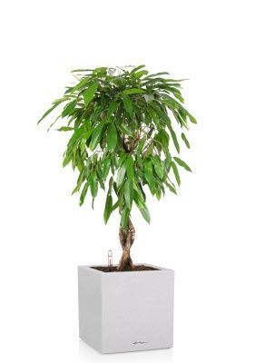 Фикус Амстел Кинг переплетенный 27/120 см в CANTO STONE LOW 40, песочный белый