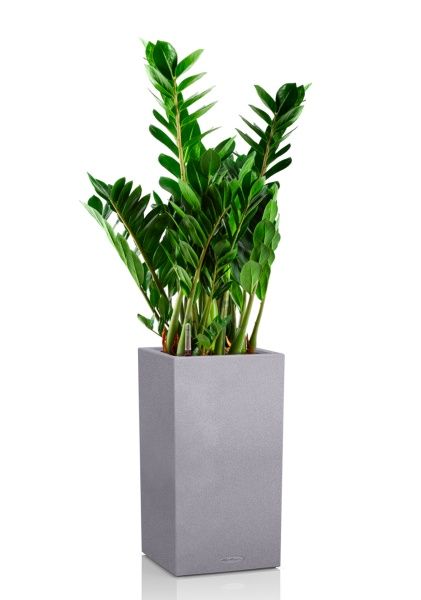 Замиокулькас 21/80 см в CANTO STONE HIGH 30