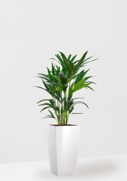 Ховея 17/90 см в CUBICO 22