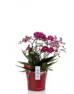 Орхидея Аморе ORCHIDEA 18/30 см, Ярко-красный матовый Орхидея Аморе ORCHIDEA 18/30 см, Ярко-красный матовый
