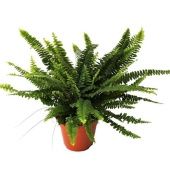 Нефролепис Грин Леди d14 см h35 см тип 2 Нефролепис Грин Леди d14 см h35 см тип 2