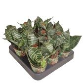 Сансевиерия Зейланика d6.5 см h8 см