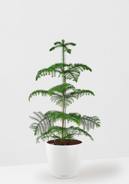 Араукария гетерофилла 24/110 в CLASSICO COLOR 35