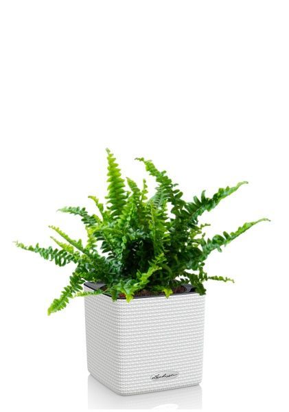 Нефролепис в CUBE COLOR 14