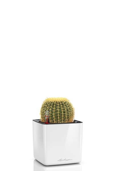 Эхинокактус Грузони 7/8 см в CUBE GLOSSY 14