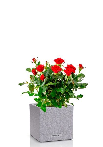 Роза Бо Монд красная 12/25 см в CANTO STONE 14
