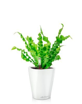 Асплениум Криспи 9/15 см в MINI DELTINI 10, белый блестящий