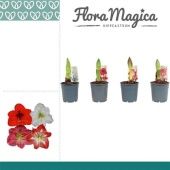 Гиппеаструм микс 1 ствол d12 см h20 см Гиппеаструм микс 1 ствол d12 см h20 см