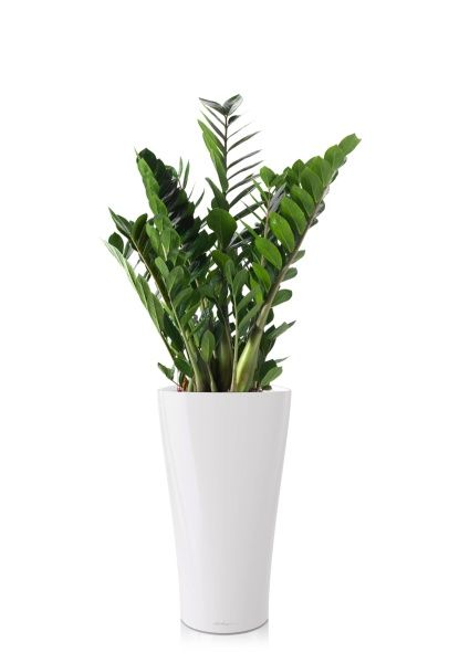 Замиокулькас 21/110 см в DELTA 30