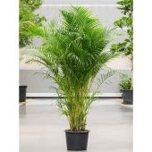 Хризалидокарпус Арека d34 см h200 см