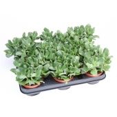 Крассула денежное дерево Аборесценсес d10.5 см h15 см