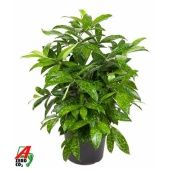 Драцена Суркулоза куст d24 см h70 см Драцена Суркулоза куст d24 см h70 см