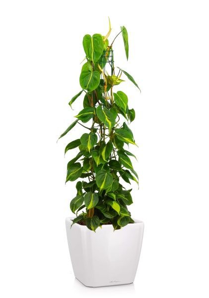 Филодендрон Сканденс Бразил на опоре 24/120 см в QUADRO LS 35