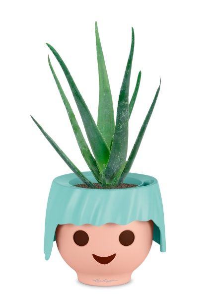 Алоэ Вера в OJO