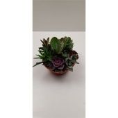 Суккуленты микс In Voorjaarss d20 см h20 см
